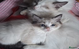 Ragdoll cats for sale: Beautiful female kitten of Ragdoll  - Advert 7