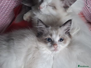 Ragdoll cats - Advert 4