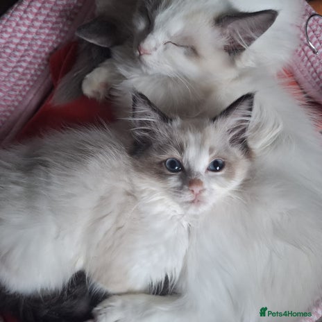 Ragdoll cats - Advert 14
