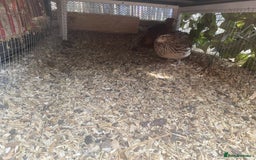 Quail poultry for sale: 4 female quails and two male  - Image 4