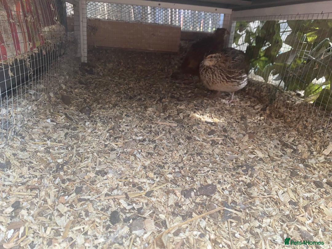 Quail poultry for sale: 4 female quails and two male  - Image 4