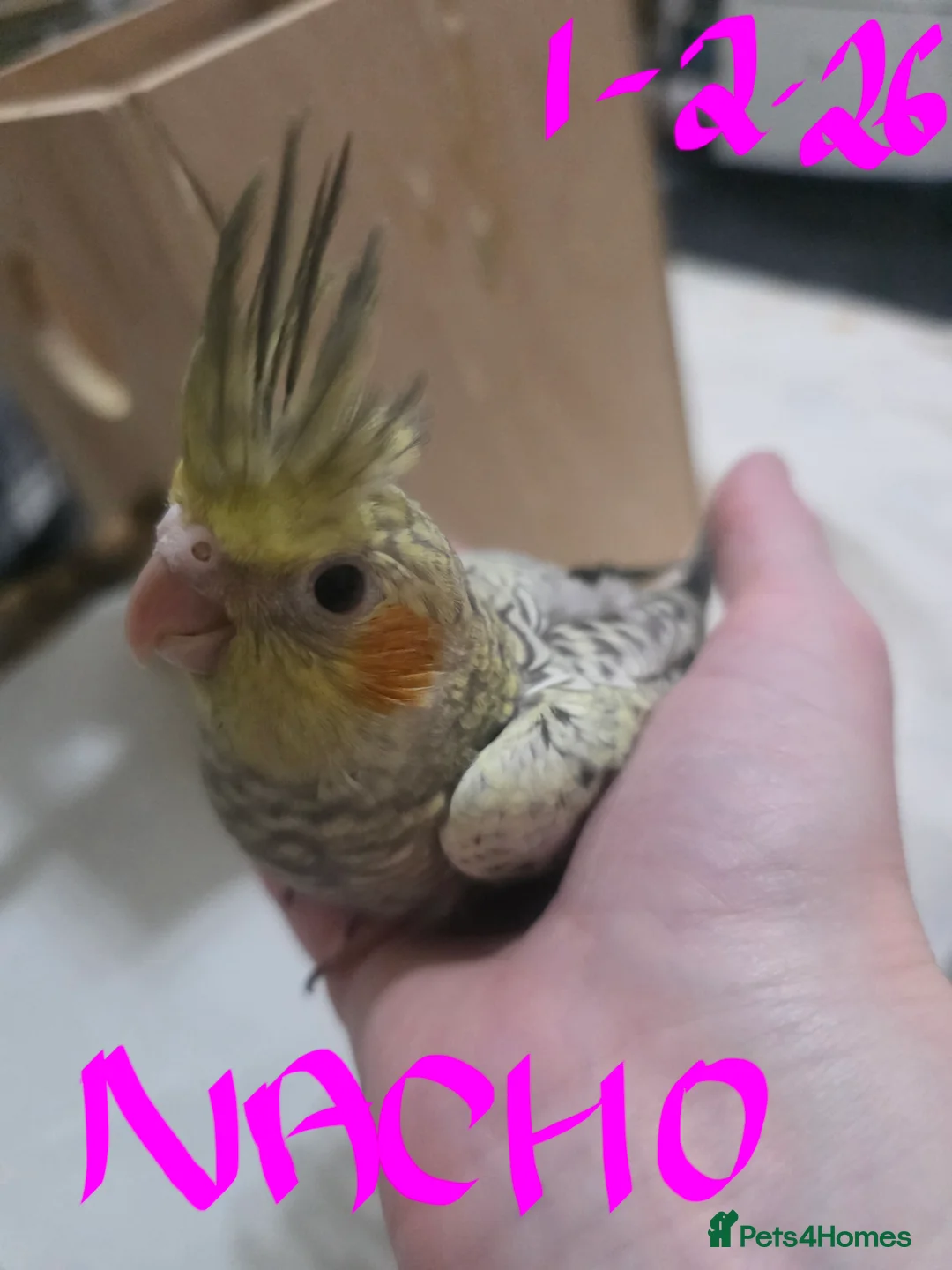 Cockatiels birds for sale: Baby cockatiels mixed  - Advert 2