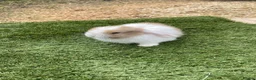 Continental Giant rabbits for sale: Purebred mini lops - Advert 3