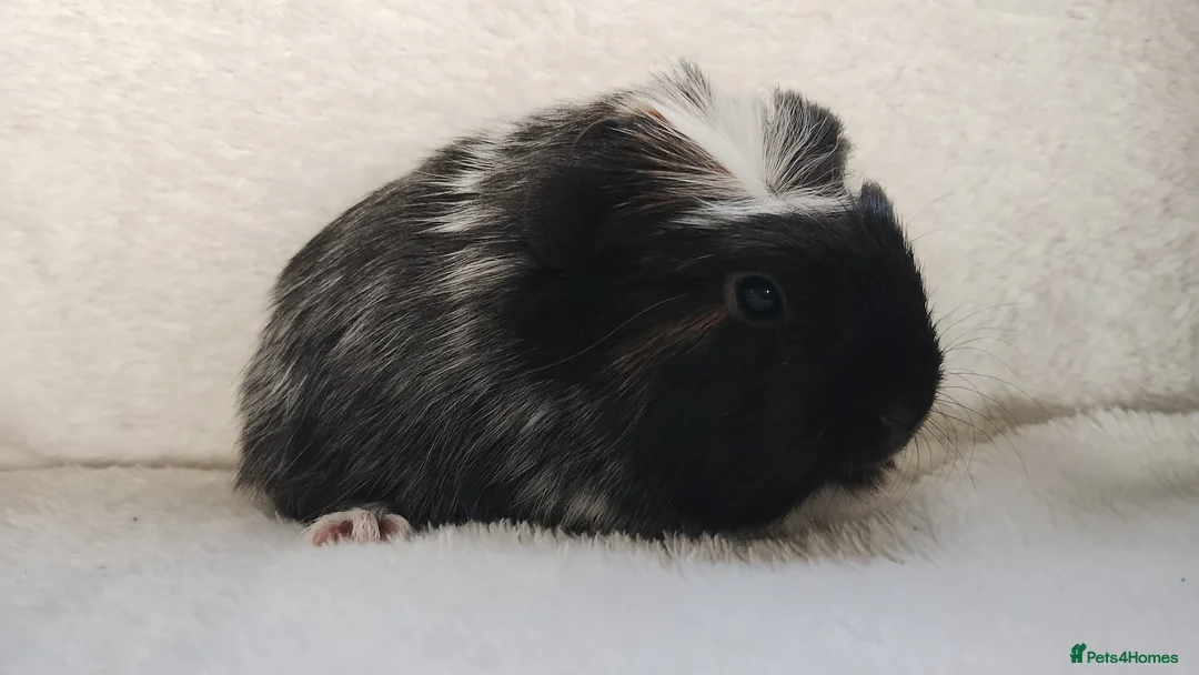 Guinea Pig rodents for sale: Baby cornet sisters guinea pig delivery available - Advert 15