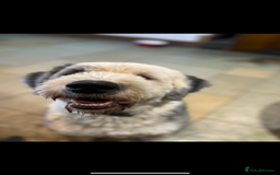 Old English Sheepdog dogs for sale: Pure old English sheepdog pups - Image 12