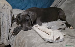 Great Dane dogs for sale: Great dane puppies for sale  - Image 1