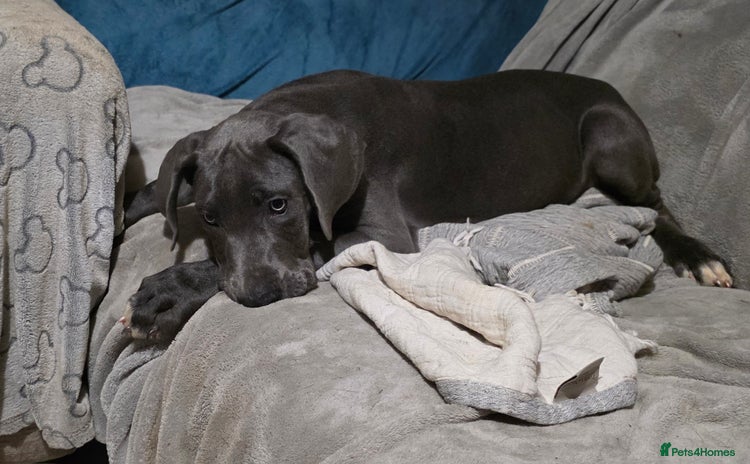 Great Dane dogs - Advert 1