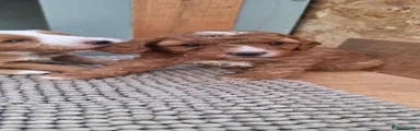 Cockapoo 1