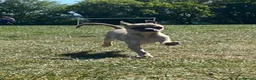 Chihuahua dogs for sale: Beautiful chihuahua puppies £700 - Advert 5