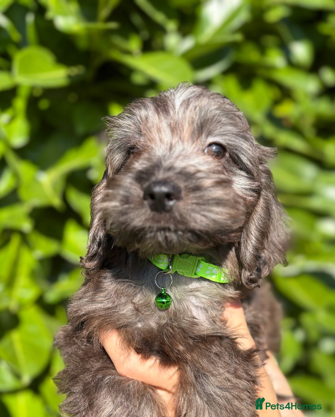 Cockapoo dogs for sale: Stunning Cockerpoo Puppies - Image 8
