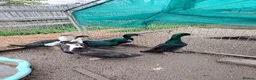 Ducks poultry for sale: 6 male Cayuga drakes, may split in Bridgwater - Advert 4