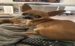 Chihuahua dogs for sale: Rocky - Image 14
