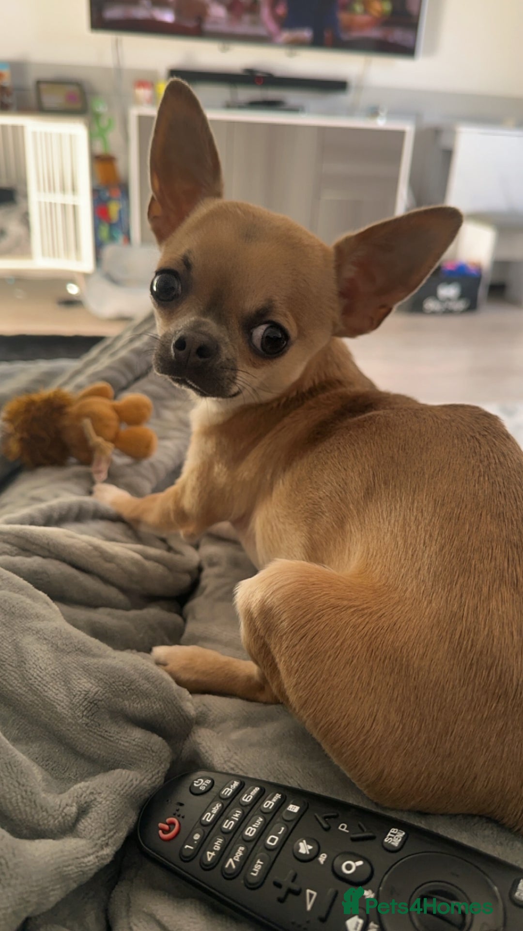 Chihuahua dogs for sale: Rocky - Image 14