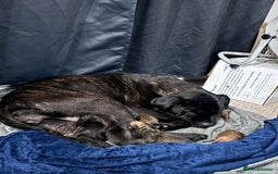 Mixed Breed dogs for sale: Cane Corso and Dogue de Bordeaux - Image 19