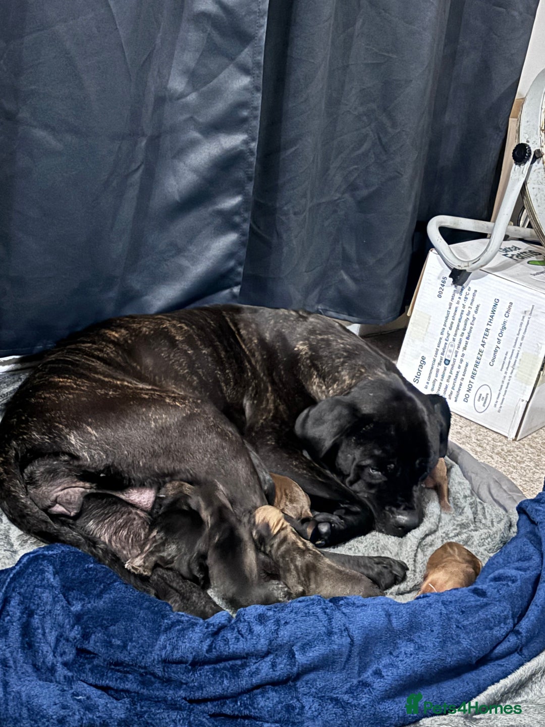 Mixed Breed dogs for sale: Cane Corso and Dogue de Bordeaux - Image 19