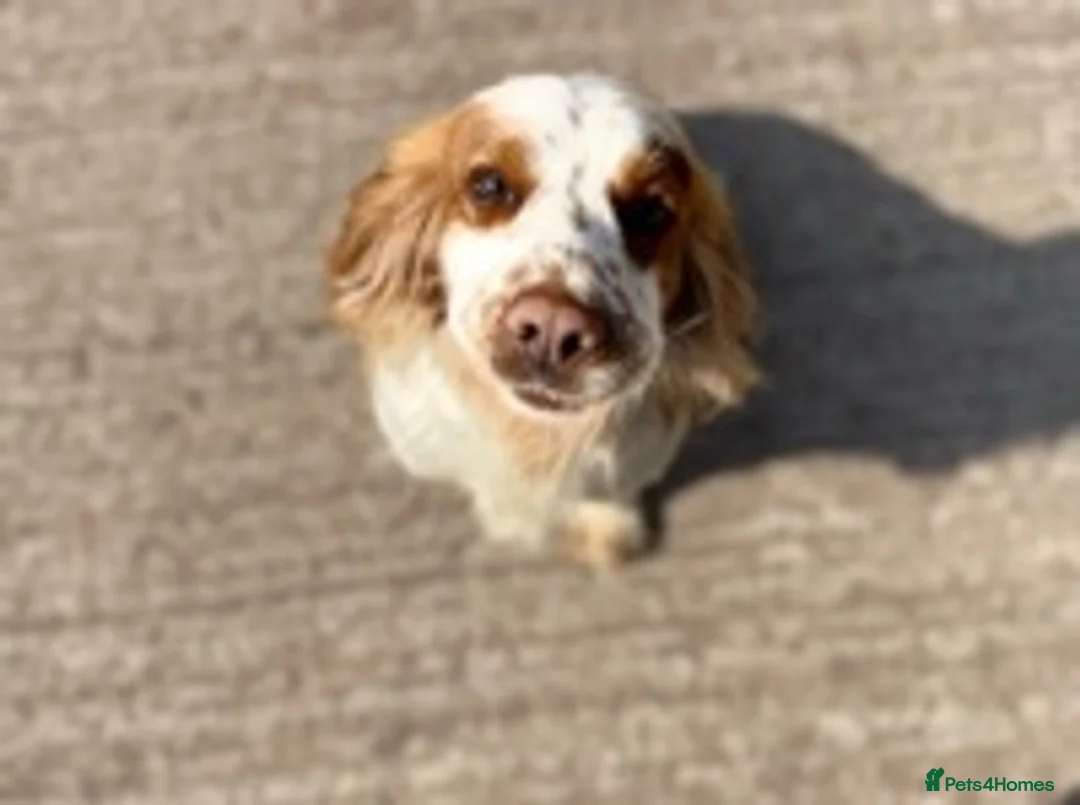 Cocker Spaniel dogs for stud: working cocker for stud Lemon & White Kc reg in Taunton - Advert 3