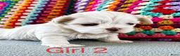 Shih Tzu dogs for sale: ❤️🐶Stunning Shih Tzu puppies - Advert 9