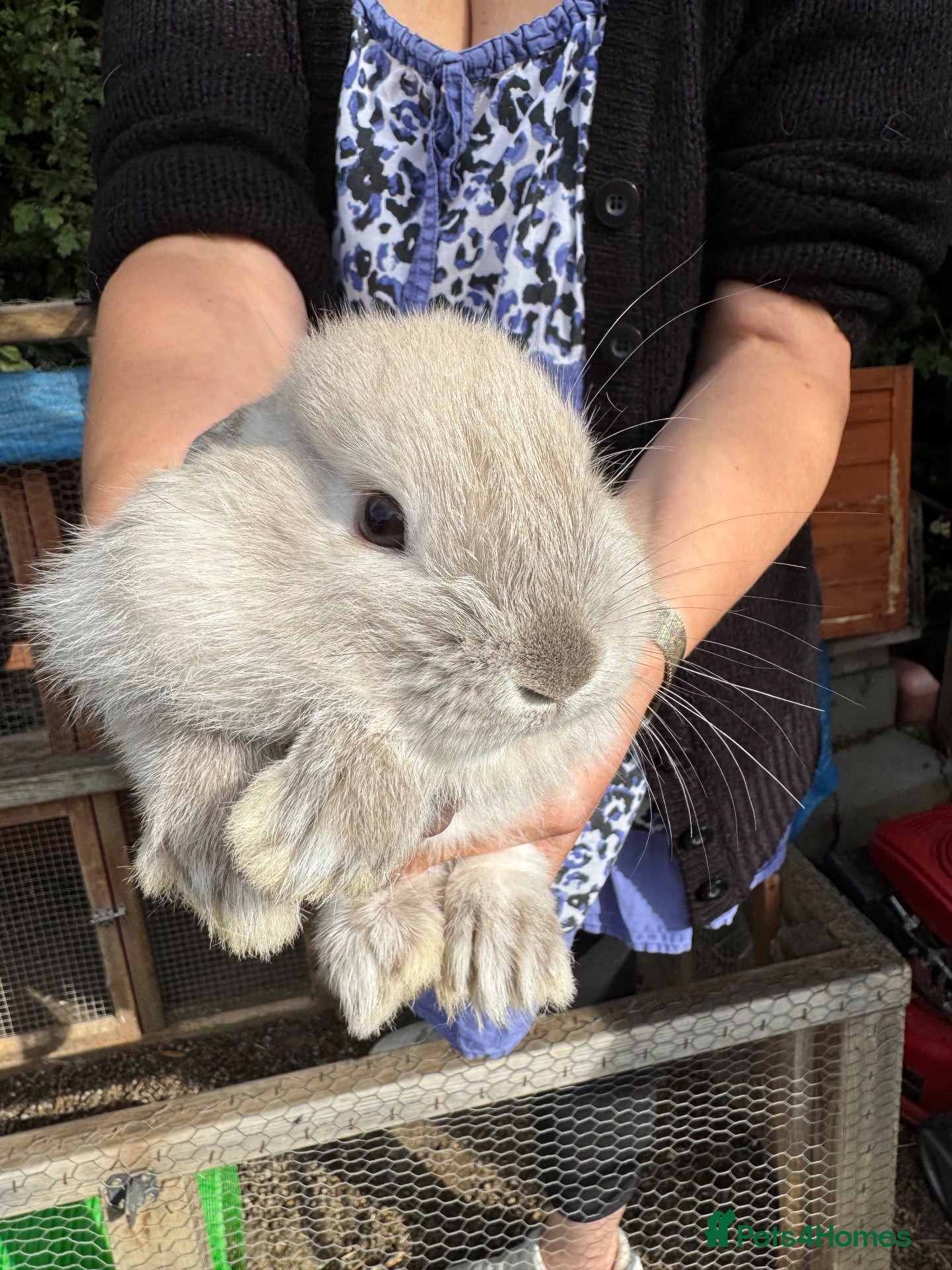 Mixed Breed rabbits Baby bunnies 2 4 £50 or £30 each - Advert 1