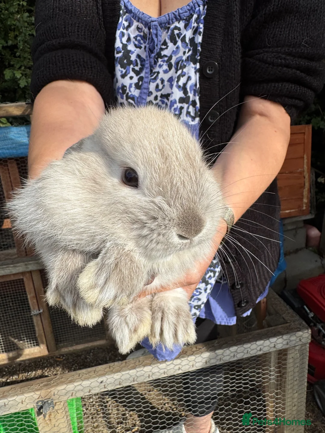 Mixed Breed rabbits for sale: Baby bunnies 2 4 £50 or £30 each - Advert 1