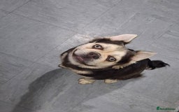 Frug dogs for sale: Puppy - Image 1
