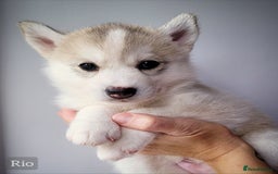 Siberian Husky dogs for sale: Best Quality Siberian Husky Puppies in Scotland - Image 2