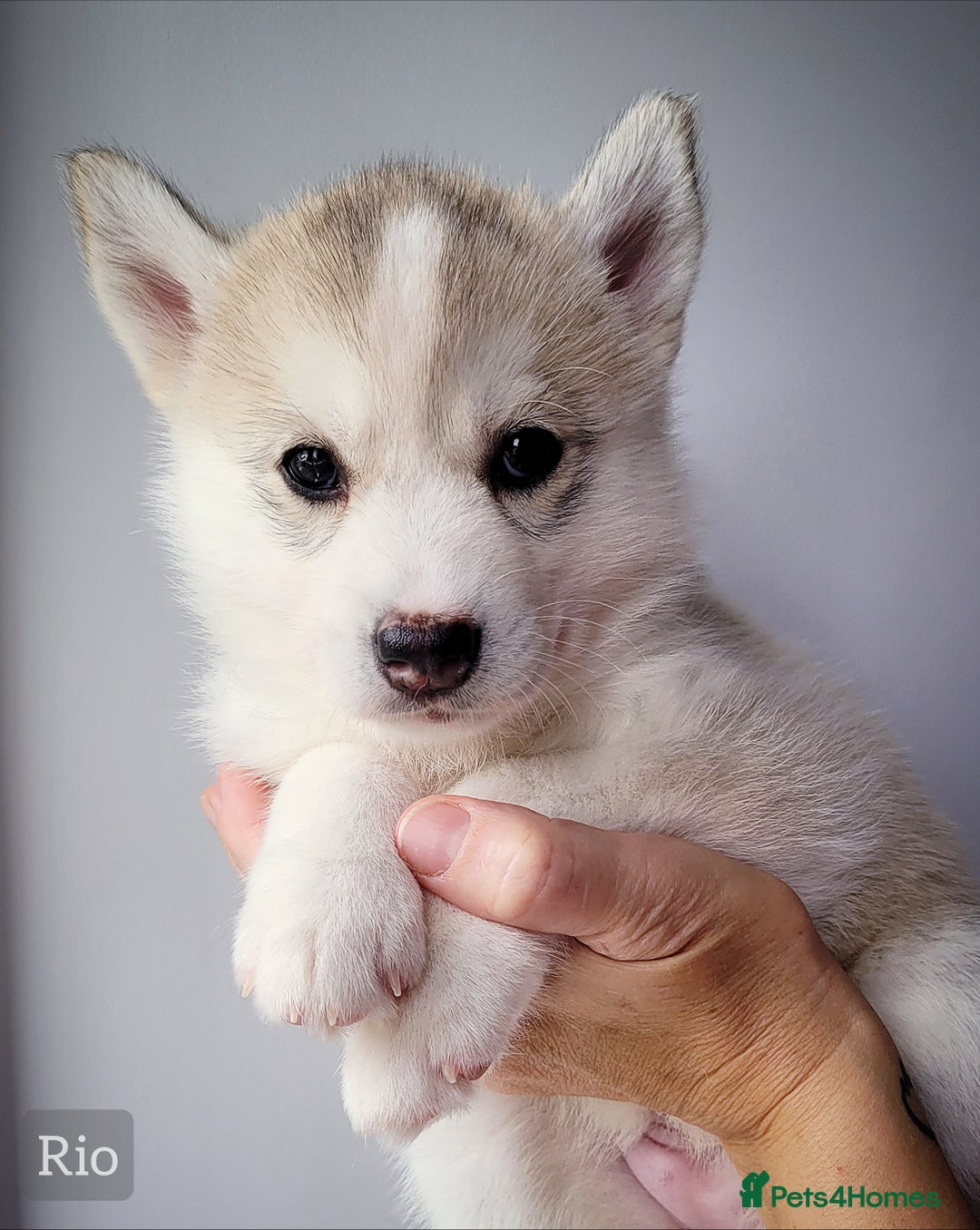 Siberian Husky dogs for sale: Best Quality Siberian Husky Puppies in Scotland - Image 2