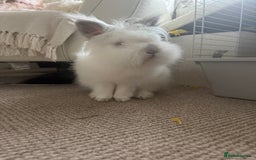 Lionhead rabbits for sale: Lionhead mix make rabbit looking for new home xx - Image 2