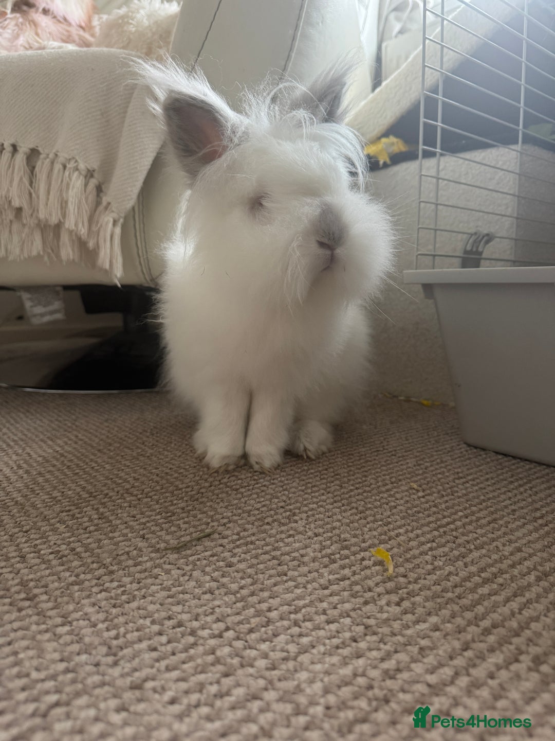 Lionhead rabbits for sale: Lionhead mix make rabbit looking for new home xx - Image 2