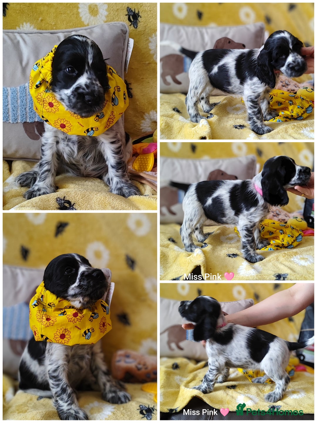 Cocker Spaniel dogs for sale: KC English Show Type Cocker Spaniel Puppies  - Image 8