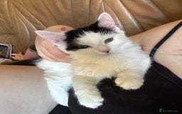 British Longhair cats for sale: Urgently Rehoming 2 beautiful cats - Image 5