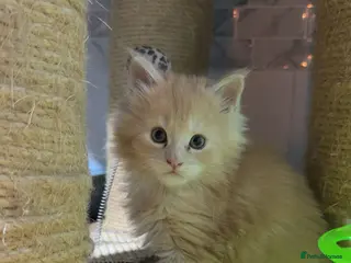 Maine Coon cats Big chunky Russian bloodline kittens - Advert 16