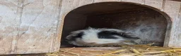Guinea Pig rodents for sale: Two bonded, beautiful rare Texel boy guinea pigs in Swanage - Advert 8