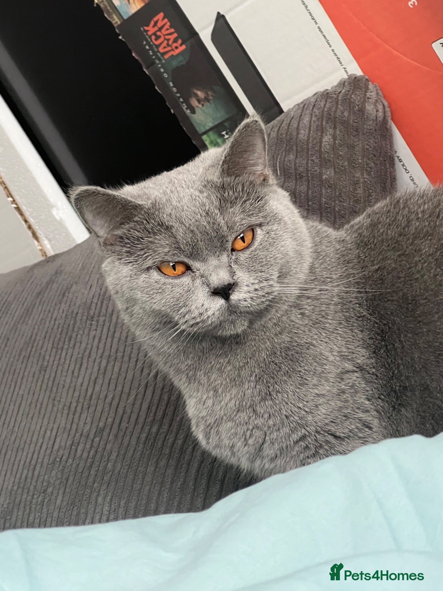 Mixed Breed cats Black mixed breed kitten seeking loving home 🐾 - Advert 2