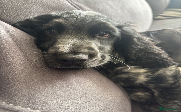 Cocker Spaniel dogs - Advert 2