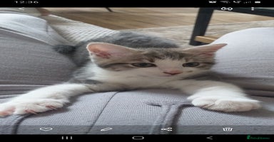 Maine Coon cats - Advert 11