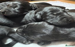 Labrador Retriever dogs for sale: Beautiful kennel club pups with impressive lines - Image 5