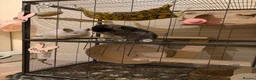 Chinchilla rodents for sale: Two RPA female Chinchillas - Advert 11