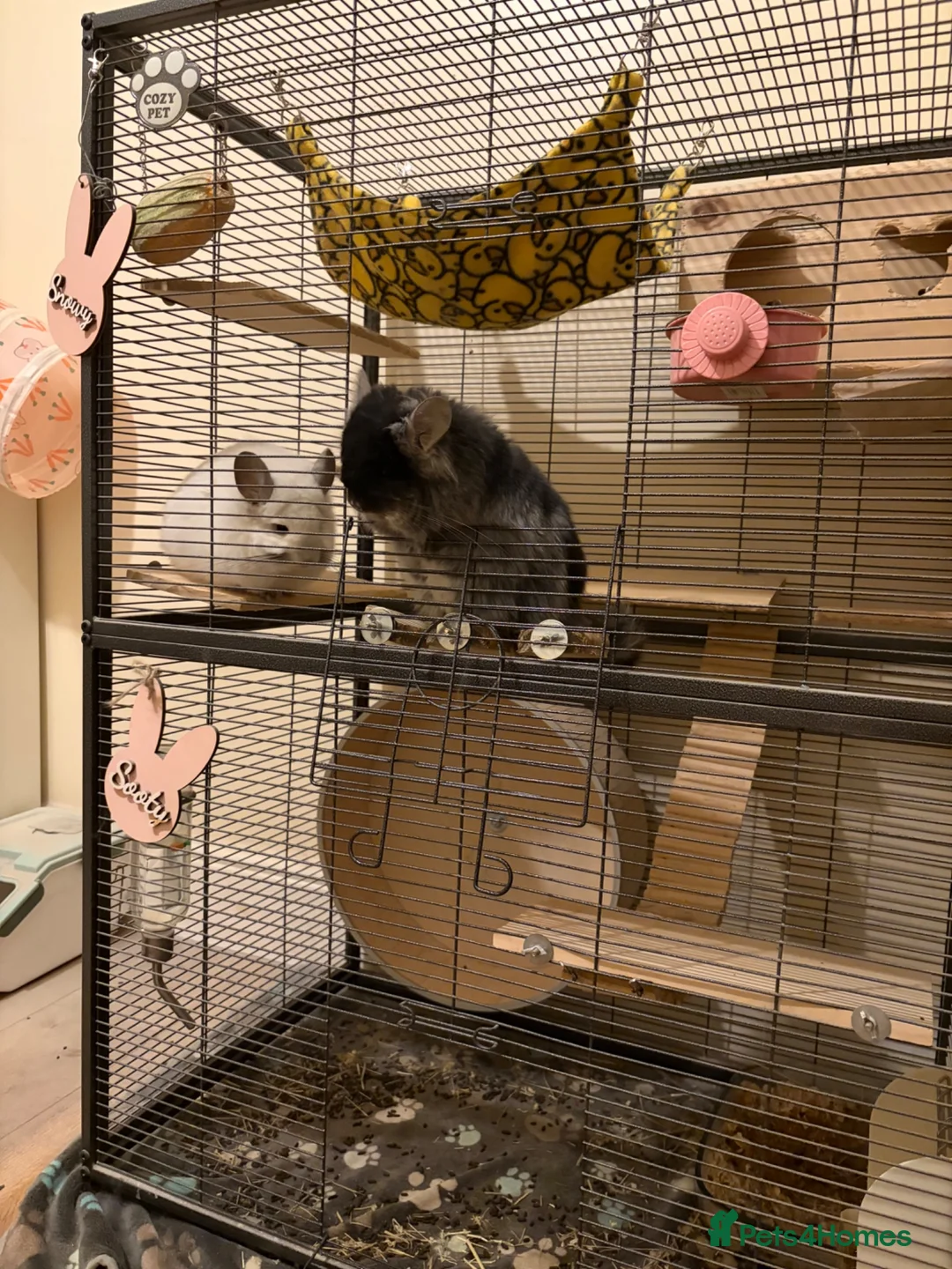 Chinchilla rodents for sale: Two RPA female Chinchillas - Advert 11