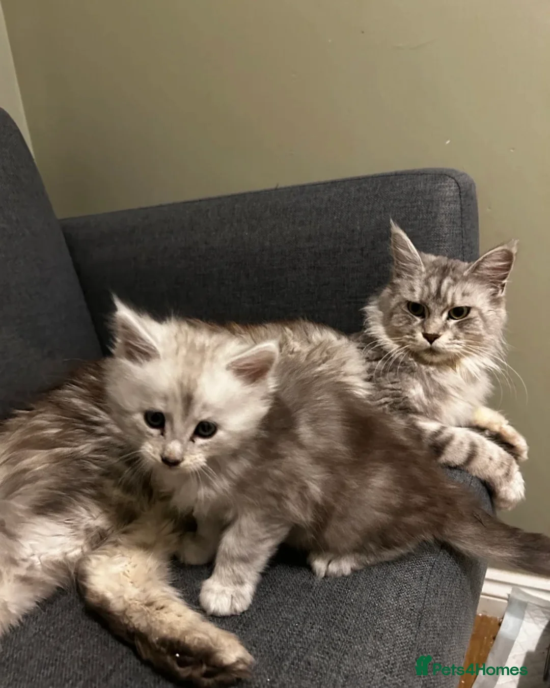 Maine Coon cats for sale: Last Male Maine Coon Kitten for Sale | show breed  - Advert 6