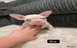 French Bulldog dogs for sale: 8 weeks-Stunning Pink & lilac French bulldog pups  - Image 5