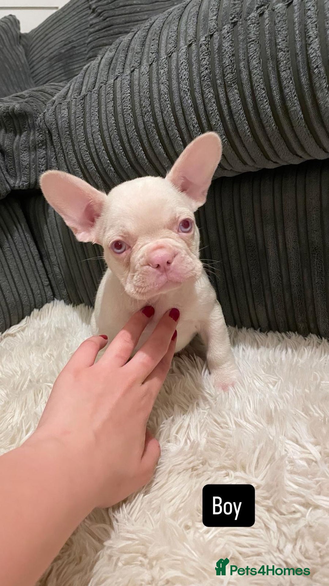 French Bulldog dogs for sale: 8 weeks-Stunning Pink & lilac French bulldog pups  - Image 5