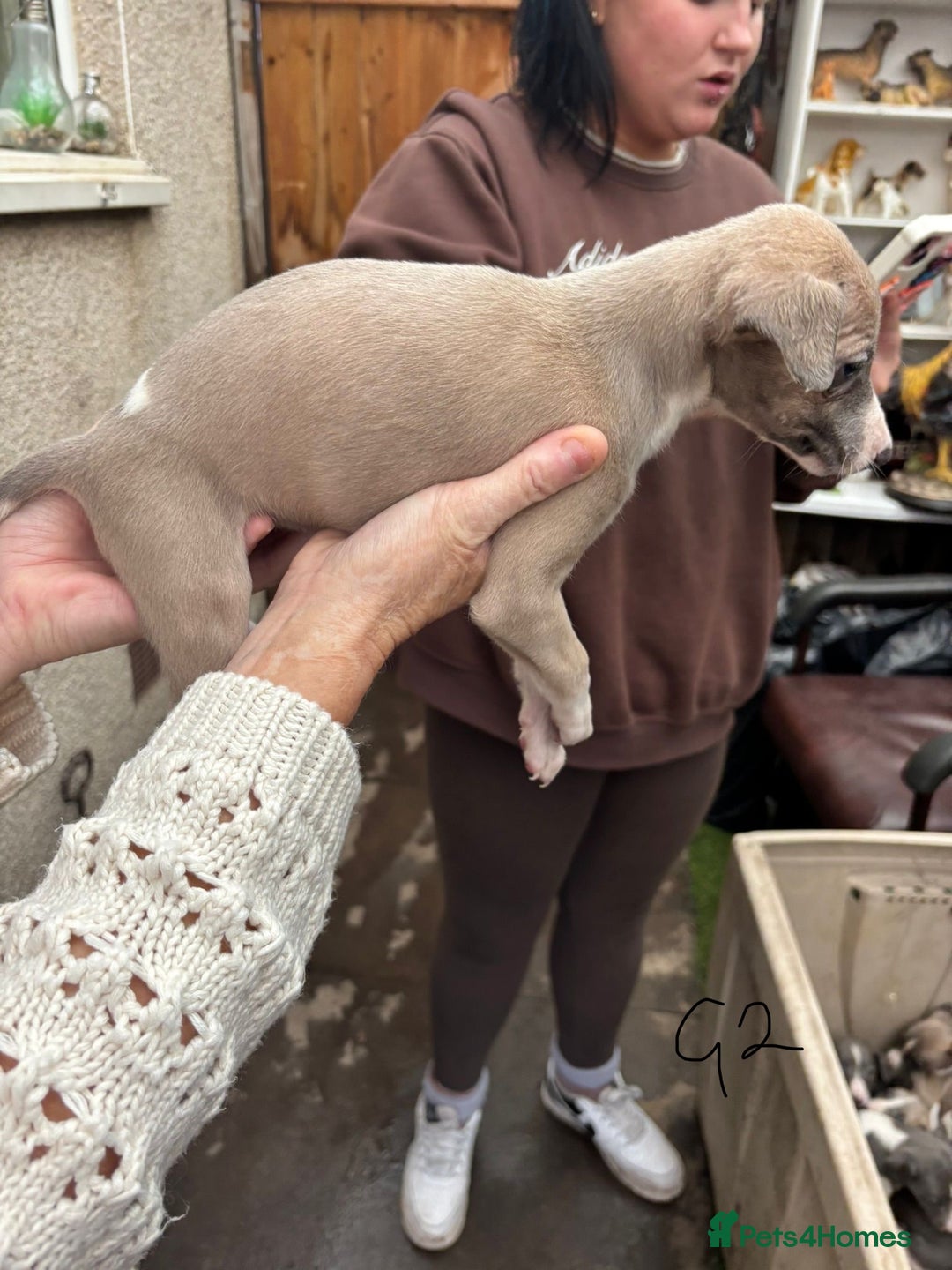 Whippet dogs for sale: Whippet pups x14 - Advert 5