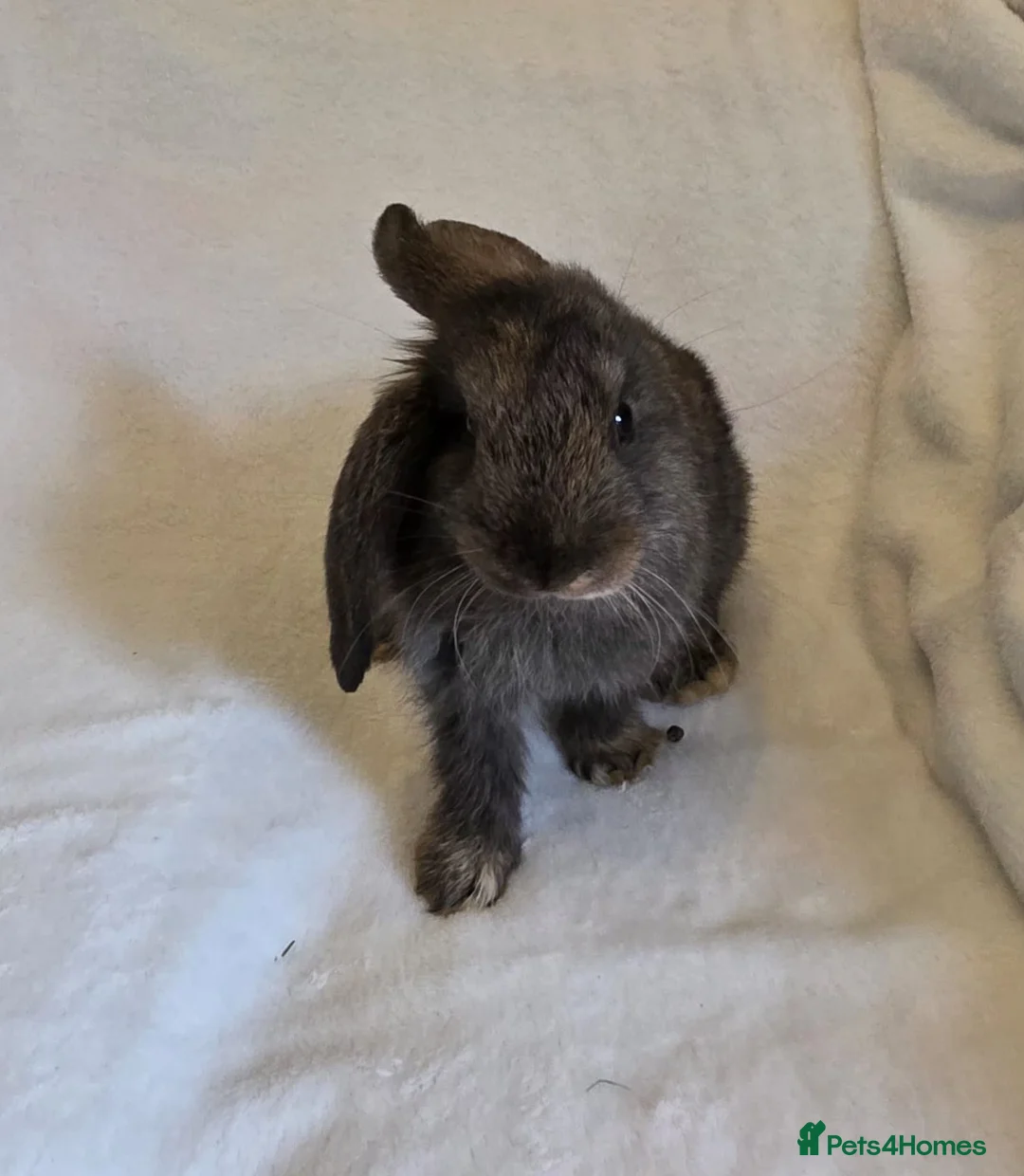 Mixed Breed rabbits for sale: Mixed giant breed rabbits - Advert 2