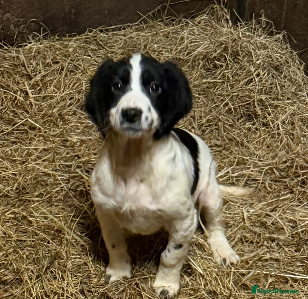 Sprocker dogs for sale: Spraker puppies for sale - Advert 10