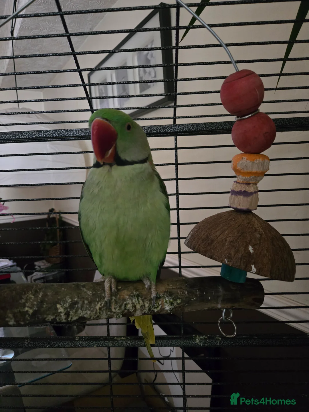 Parrots birds for sale: Beautiful alexandrine male parrot 🦜  in Birmingham - Advert 2
