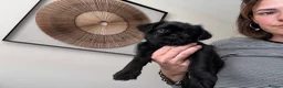 Griffon Bruxellois dogs for sale: 🐾 Griffon Bruxellois 🐾 in Port Talbot - Advert 6
