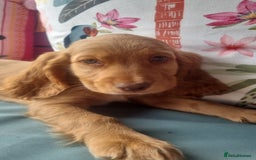 Cocker Spaniel dogs for sale: 🐶PRA FA HEALTH TESTED Show Cocker Spaniels Ready - Image 33