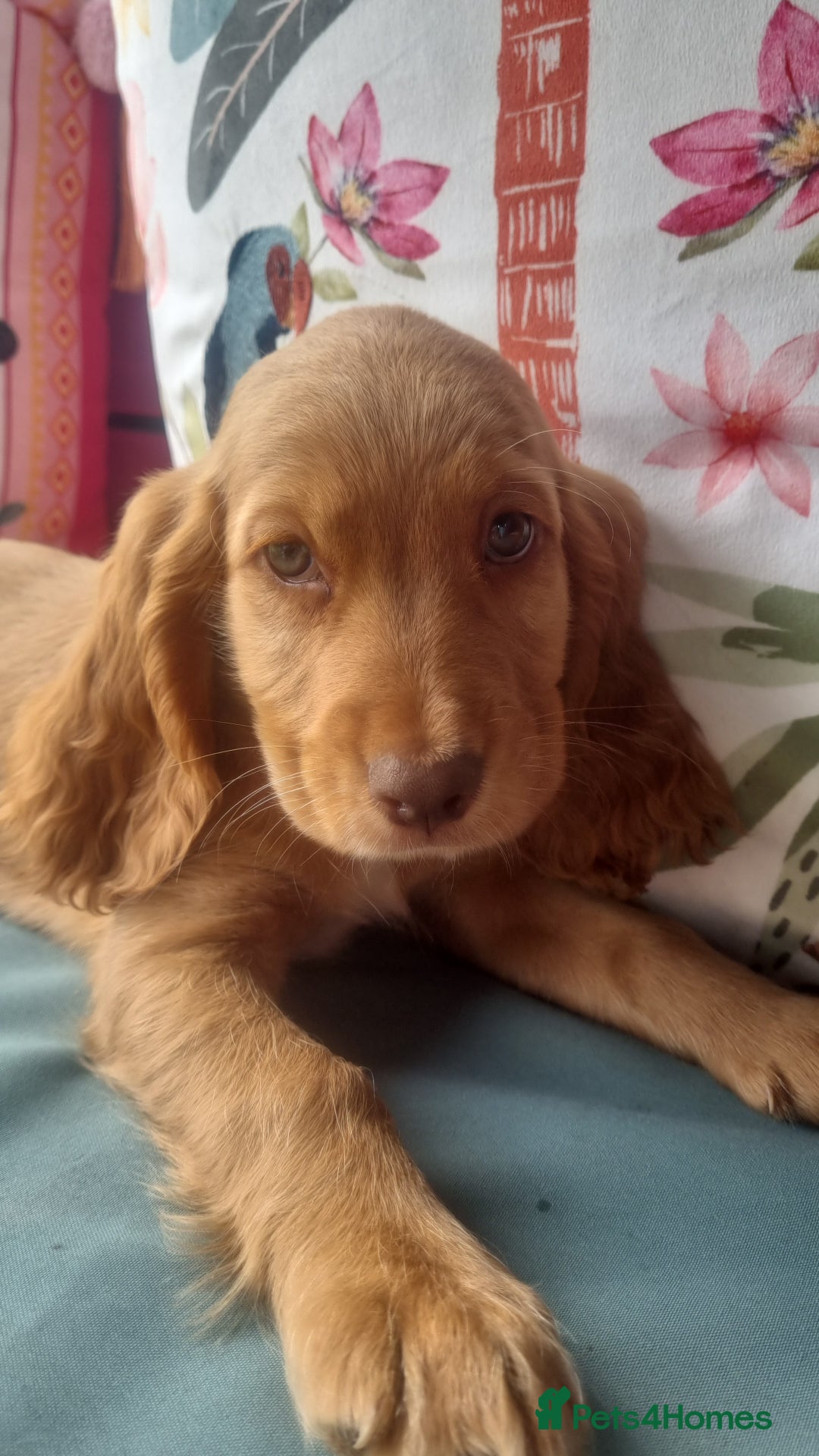 Cocker Spaniel dogs for sale: 🐶PRA FA HEALTH TESTED Show Cocker Spaniels Ready - Image 33
