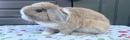Mini Lop rabbits for sale: Mini lop Rabbits for sale 2 Doe and buck  - Advert 11