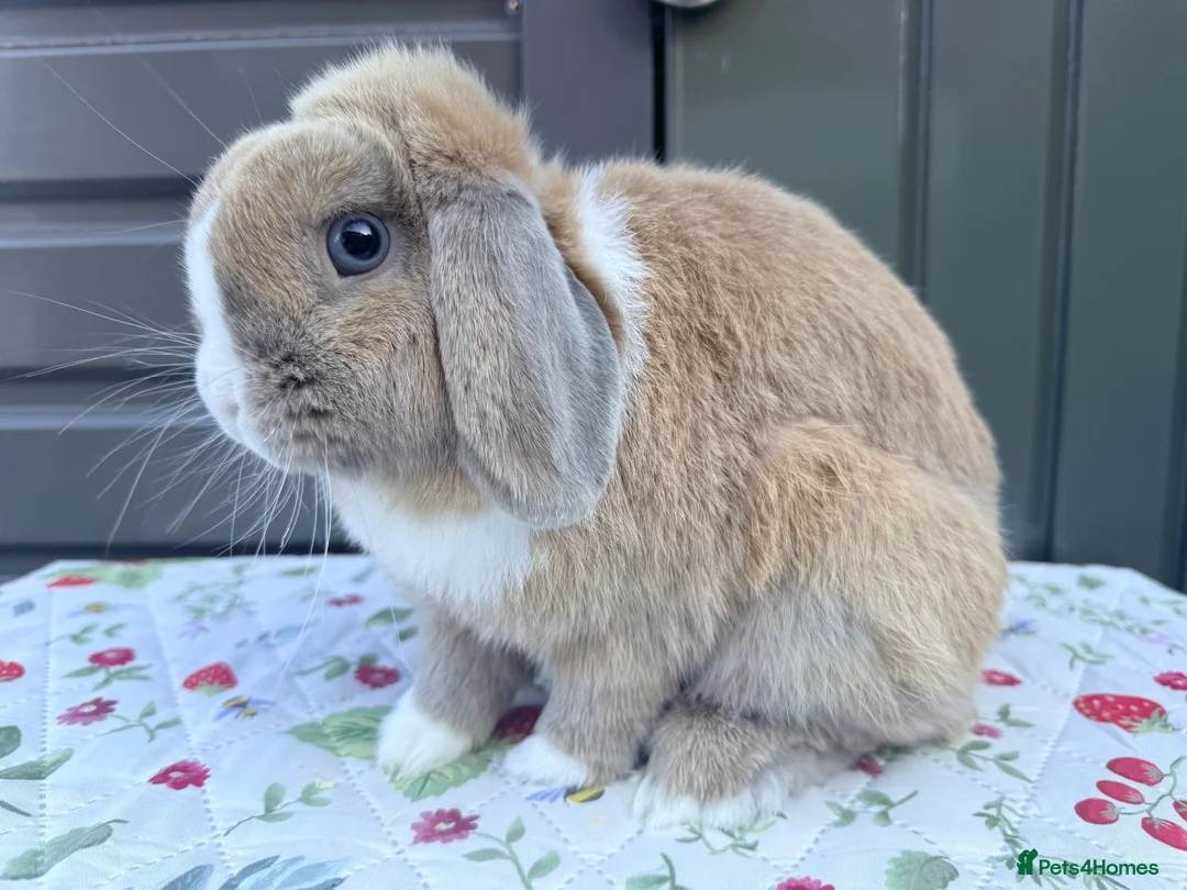 Mini Lop rabbits for sale: Mini lop Rabbits for sale 2 Doe and buck  - Advert 11